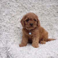 Reuben, a male Cavalier King Charles Spaniel and Poodle - Toy  for sale in Elizabethton, TN – 8 of 10