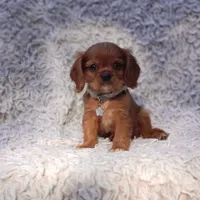 AKC Ferguson, a male Cavalier King Charles Spaniel for sale in Elizabethton, TN – 3 of 6