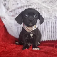 Archie, a male Cavalier King Charles Spaniel and Chihuahua for sale in Elizabethton, TN – Photo 8 of 10