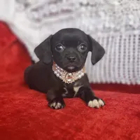 Archie, a male Cavalier King Charles Spaniel and Chihuahua for sale in Elizabethton, TN – Photo 7 of 10