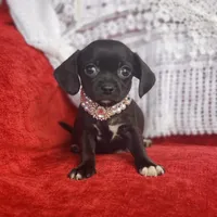 Archie, a male Cavalier King Charles Spaniel and Chihuahua for sale in Elizabethton, TN – Photo 9 of 10