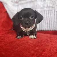 Archie, a male Cavalier King Charles Spaniel and Chihuahua for sale in Elizabethton, TN – Photo 5 of 10