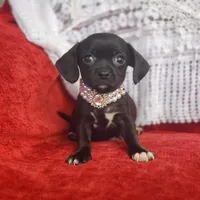 Archie, a male Cavalier King Charles Spaniel and Chihuahua for sale in Elizabethton, TN – Photo 1 of 10