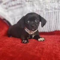 Archie, a male Cavalier King Charles Spaniel and Chihuahua for sale in Elizabethton, TN – Photo 3 of 10