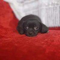 Archie, a male Cavalier King Charles Spaniel and Chihuahua for sale in Elizabethton, TN – Photo 2 of 10