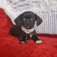 Archie, a male Cavalier King Charles Spaniel and Chihuahua for sale in Elizabethton, TN – Photo 2 of 10