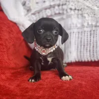 Archie, a male Cavalier King Charles Spaniel and Chihuahua for sale in Elizabethton, TN – Photo 10 of 10