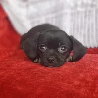 Archie, a male Cavalier King Charles Spaniel and Chihuahua for sale in Elizabethton, TN – Photo 5 of 10