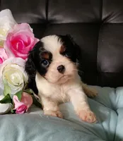 AKC Avery, a female Cavalier King Charles Spaniel for sale in Elizabethton, TN – 3 of 7