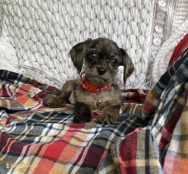 Mason – Cavapoo puppy for sale in Elizabethton, TN
