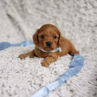 Reuben, a male Cavalier King Charles Spaniel and Poodle - Toy  for sale in Elizabethton, TN – 2 of 10