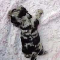 Charlotte, a female Cavalier King Charles Spaniel and Chihuahua for sale in Elizabethton, TN – 5 of 7
