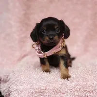 Daisy, a female Cavalier King Charles Spaniel and Chihuahua for sale in Elizabethton, TN – 3 of 8