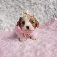 Rosie, a female Cavalier King Charles Spaniel for sale in Elizabethton, TN – 5 of 8