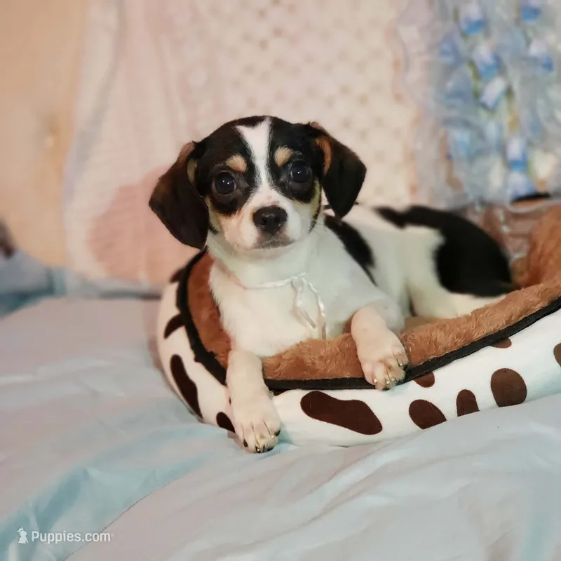 Jackson – Cavalier King Charles Spaniel, Chihuahua puppy for sale in Elizabethton, TN
