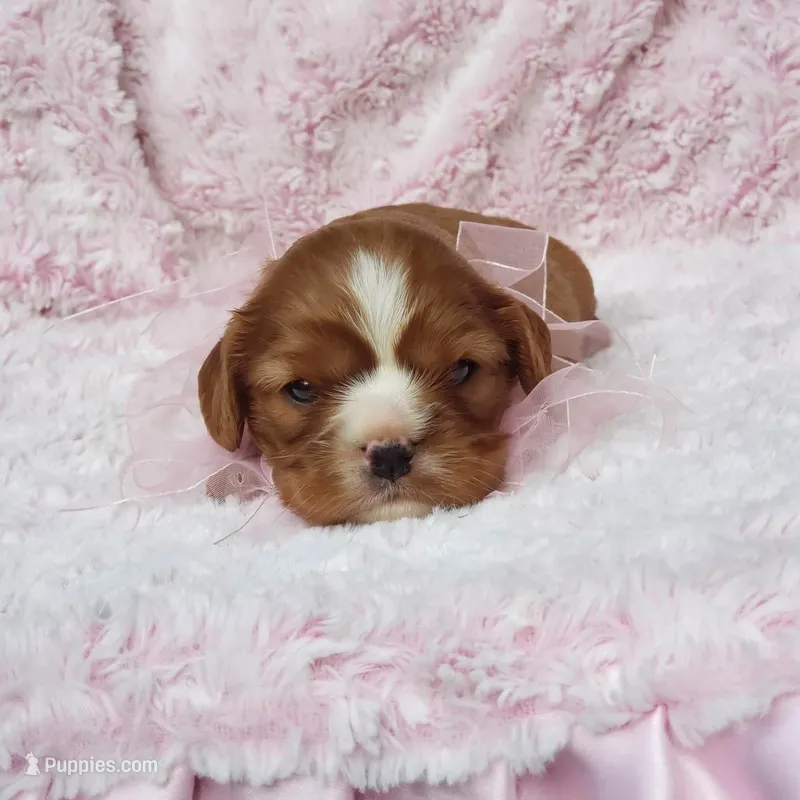 AKC Hope – Cavalier King Charles Spaniel puppy for sale in Elizabethton, TN