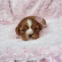 AKC Hope, a female Cavalier King Charles Spaniel for sale in Elizabethton, TN – 3 of 10