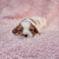 AKC Rosie, a female Cavalier King Charles Spaniel for sale in Elizabethton, TN – 4 of 5