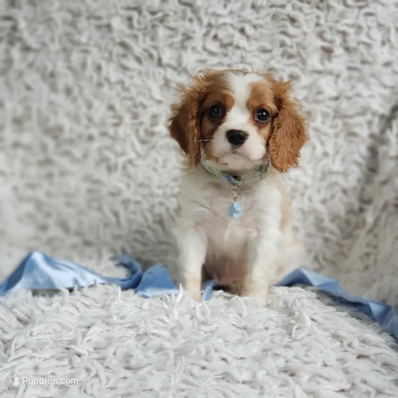 Westley – Cavalier King Charles Spaniel puppy for sale in Elizabethton, TN