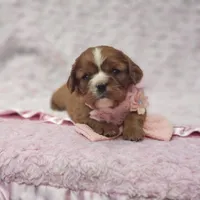 AKC Ember, a female Cavalier King Charles Spaniel for sale in Elizabethton, TN – 5 of 9