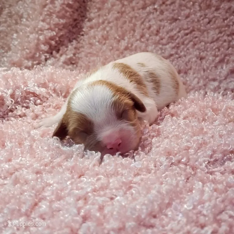 AKC Rosie – Cavalier King Charles Spaniel puppy for sale in Elizabethton, TN