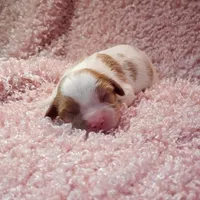AKC Rosie, a female Cavalier King Charles Spaniel for sale in Elizabethton, TN – 1 of 2