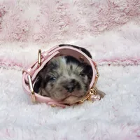 Charlotte, a female Cavalier King Charles Spaniel and Chihuahua for sale in Elizabethton, TN – 3 of 7