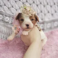 Rosie , a female Cavalier King Charles Spaniel for sale in Elizabethton, TN – 2 of 10