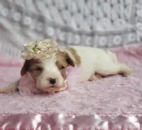 Rosie , a female Cavalier King Charles Spaniel for sale in Elizabethton, TN – 7 of 10