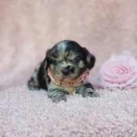 Charlotte, a female Cavalier King Charles Spaniel and Chihuahua for sale in Elizabethton, TN – 3 of 10