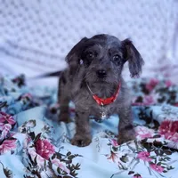 James, a male Cavapoo for sale in Elizabethton, TN – 5 of 6
