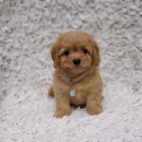 Liam, a male Cavalier King Charles Spaniel and Poodle - Toy  for sale in Elizabethton, TN – 4 of 8