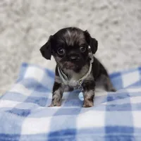 Noah, a male Cavalier King Charles Spaniel and Chihuahua for sale in Elizabethton, TN – 2 of 9