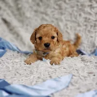 Presley, a male Cavalier King Charles Spaniel and Poodle - Toy  for sale in Elizabethton, TN – 1 of 10