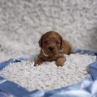 Reuben, a male Cavalier King Charles Spaniel and Poodle - Toy  for sale in Elizabethton, TN – 5 of 9
