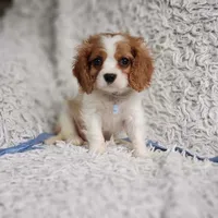 Westley, a male Cavalier King Charles Spaniel for sale in Elizabethton, TN – 4 of 8
