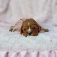 AKC Ladybug, a female Cavalier King Charles Spaniel for sale in Elizabethton, TN – 3 of 5