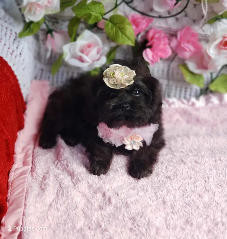 Lily – Cavapoo puppy for sale in Elizabethton, TN