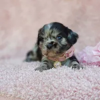 Charlotte, a female Cavalier King Charles Spaniel and Chihuahua for sale in Elizabethton, TN – 4 of 10