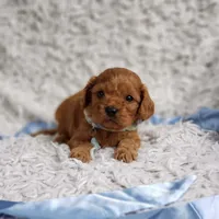 Reuben, a male Cavalier King Charles Spaniel and Poodle - Toy  for sale in Elizabethton, TN – 8 of 10