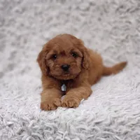 Reuben, a male Cavalier King Charles Spaniel and Poodle - Toy  for sale in Elizabethton, TN – 6 of 10