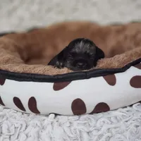 Tiny George, a male Cavalier King Charles Spaniel and Chihuahua for sale in Elizabethton, TN – 3 of 10