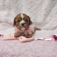 AKC Ember, a female Cavalier King Charles Spaniel for sale in Elizabethton, TN – 7 of 9