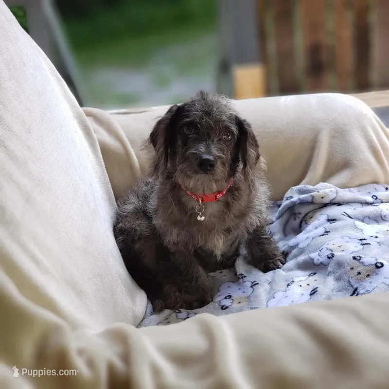 James  – Cavalier King Charles Spaniel, Poodle - Toy  puppy for sale in Elizabethton, TN
