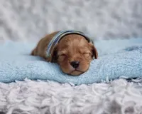 Presley, a male Cavalier King Charles Spaniel and Poodle - Toy  for sale in Elizabethton, TN – 4 of 6