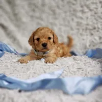 Presley, a male Cavalier King Charles Spaniel and Poodle - Toy  for sale in Elizabethton, TN – 8 of 10
