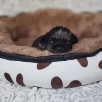 Tiny George, a male Cavalier King Charles Spaniel and Chihuahua for sale in Elizabethton, TN – 9 of 10