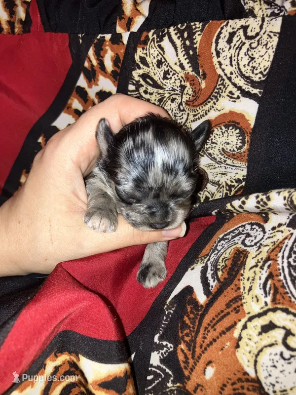 Arabella – Cavalier King Charles Spaniel, Chihuahua puppy for sale in Elizabethton, TN