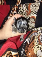 Arabella, a female Cavalier King Charles Spaniel and Chihuahua for sale in Elizabethton, TN – 1 of 3