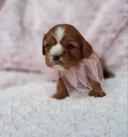 AKC Hope, a female Cavalier King Charles Spaniel for sale in Elizabethton, TN – 10 of 10